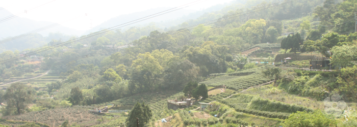 Near Taipei, tea farms cover the hills.