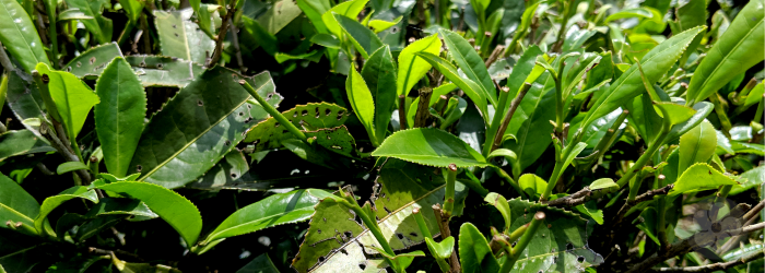 new growth on bug-bitten tea plants shows need for selective harvesting