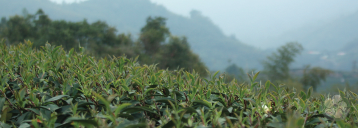 The most flavorful tea leaves are picked at high elevations or in the early spring.