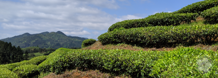 The highest quality Da Hong Pao teas come from farms in the traditional Wuyi area like this one
