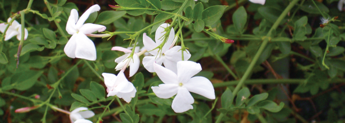 Jasmine flowers are plucked during the daytime, while their petals are closed