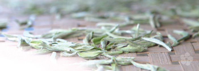 White tea gets it's name from the white trichomes on the tea leaves