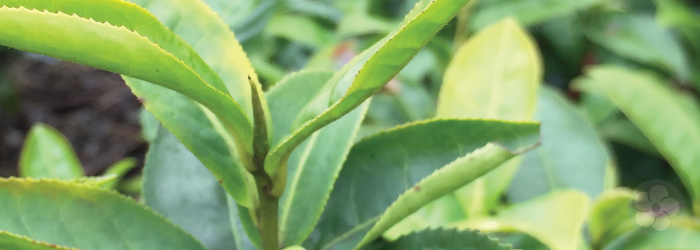 young buds are prized in both green and white teas