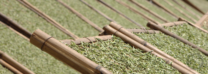 white teas are traditionally dried in the sun