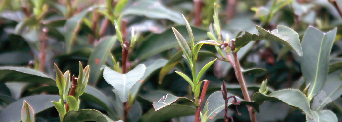 first flush teas consist of the youngest buds from the tea plant