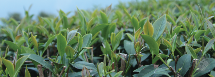 all categories of tea come from the same Camellia sinensis species.