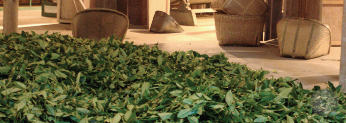 tea leaves wilt in large, comfortable-looking piles while awaiting the next processing step