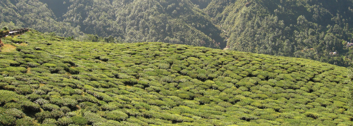Darjeeling tea plantations at high elevations in the Himalayas