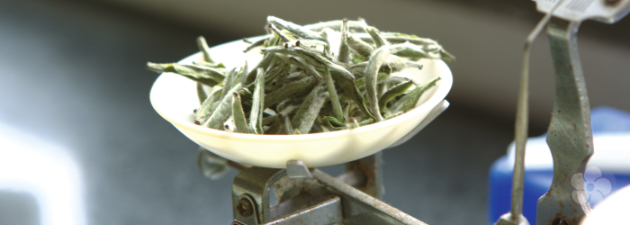 Silver Needle white tea leaves are carefully weighed