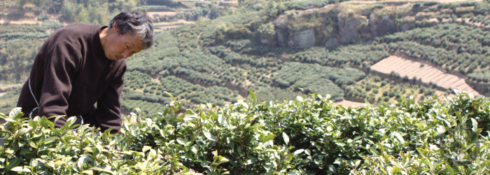 Longjing tea was developed and is still made around Xihu, or West Lake, in Zhejiang Province