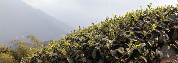bright green buds cover the tops of these tea bushes in the spring