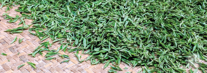 fresh spring green tea leaves are waiting to be roasted after harvesting