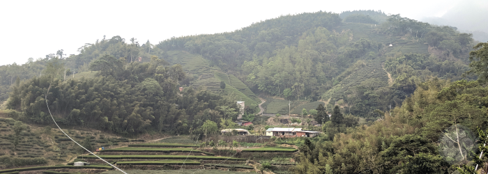 high elevation tea farms get mi xiang effects from aphid bites, instead of more famous leafhoppers.