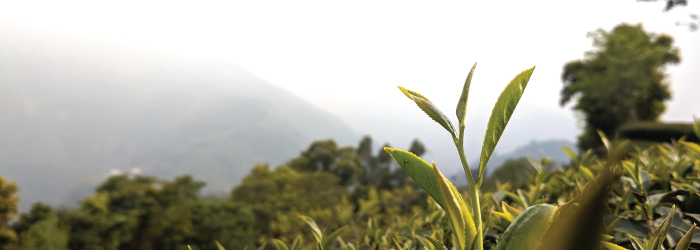 different tea cultivars have different leaf shapes and preferred growing environments
