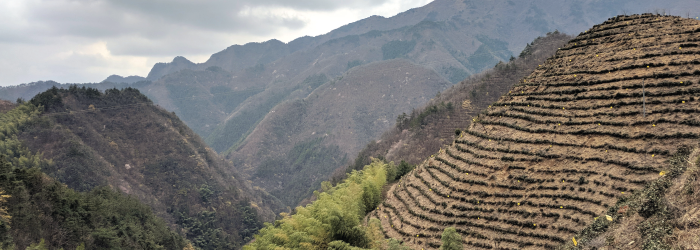 High elevation farms make for tastier tea and less pollutants