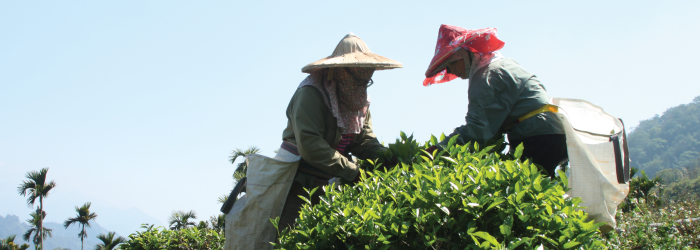 Expert tea pickers work to select new tea leaves from a naturally growing tea bush.