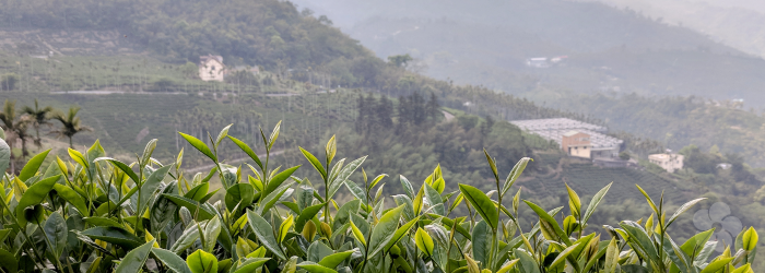region and elevation can have a big impact on local weather patterns, and thus on tea flavor