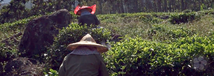 Hand picked teas are higher in quality, but lower in yield