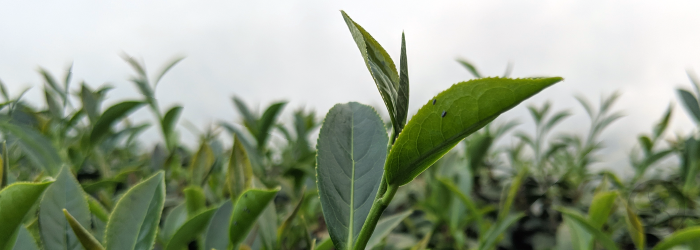 All tea is rich in antioxidants, but whole leaf natural teas are the most intact.
