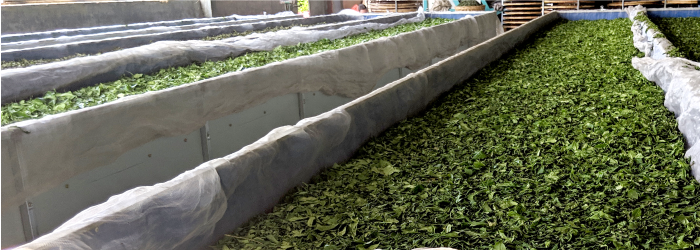 Technological solutions help white tea crafters make better teas with longer shelf life.