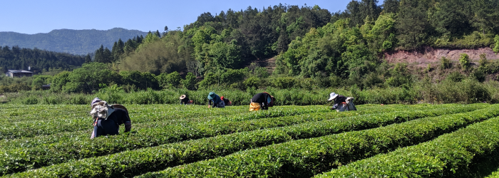harvest date is only one of many factors to consider in estimating the quality of a green tea.