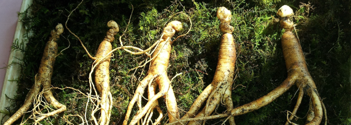ginseng roots are highly valued but take many years to fully mature.