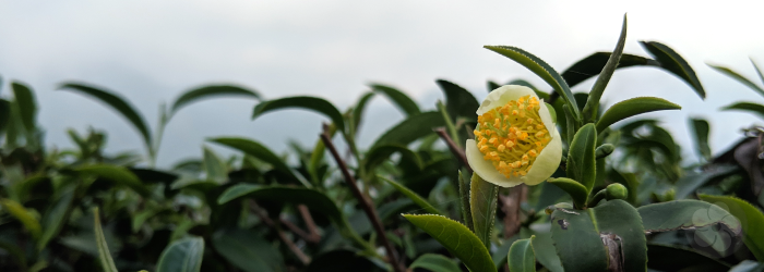 Tea plants produce seeds and flowers for natural growth, but most teas are grown from cuttings
