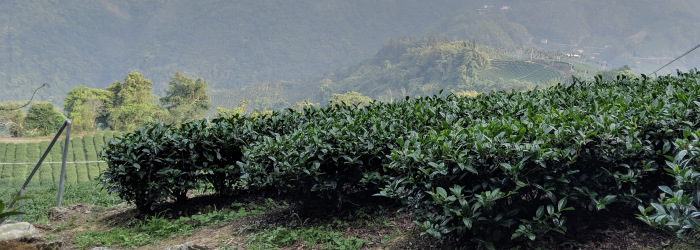 the location of a tea farm defines a host of environmental factors known collectively as terroir.