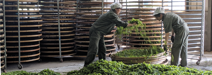 Traditional farming, skilled crafting, and minimal packaging are sustainable practices used to create high quality tea.