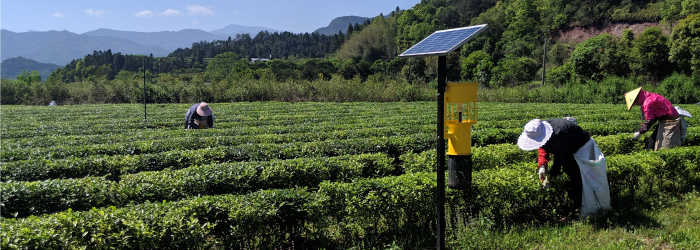 Teas grown without pesticides or herbicides generally have more complex flavor.