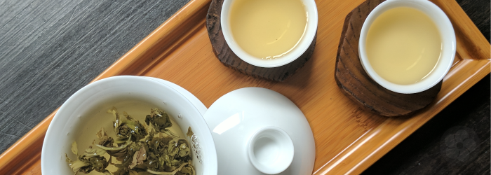 jasmine pearls unfurl in a porcelain gaiwan with two white tasting cups full of tea.