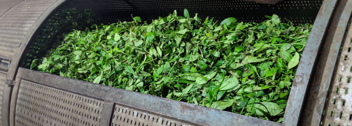 fresh leaves, ready to be roasted in a rotating drum. Sometimes leaves of different varieties are blended at this stage.