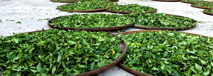fresh tea leaves wilt on bamboo trays during processing; the delicate leaves naturally contain caffeine