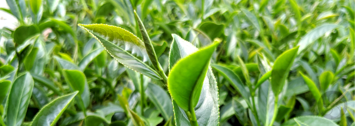 New growth of a tea plant clearly shows the distinction between closed buds, young leaves, and mature leaves.