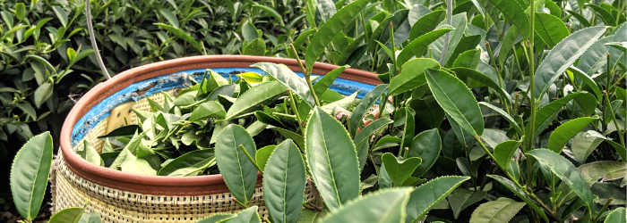 A basket of freshly plucked leaves, destined to become oolong tea, sits among tea bushes