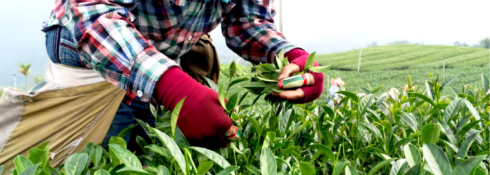 Tea leaves being plucked to craft Formosa oolong tea.