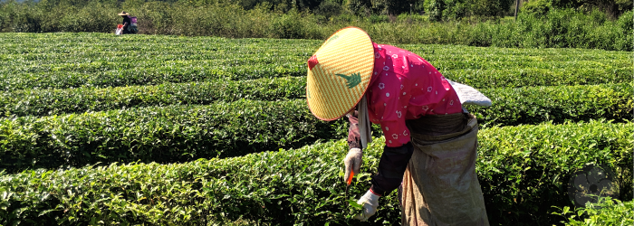 A skilled tea harvester works to select the perfect leaves to craft high quality green tea.