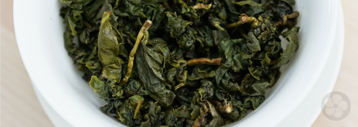 Jin Xuan, Winter Sprout oolong tea leaves, rehydrated after brewing in a white gaiwan