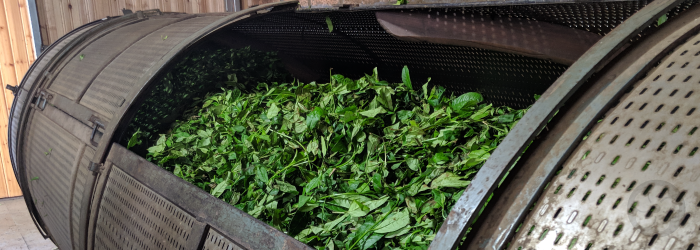 This batch of oolong tea is loaded into a large roasting drum after withering to begin the roasting process.