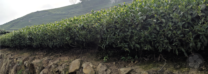 Tea bushes atop a rock wall, receding uphill
