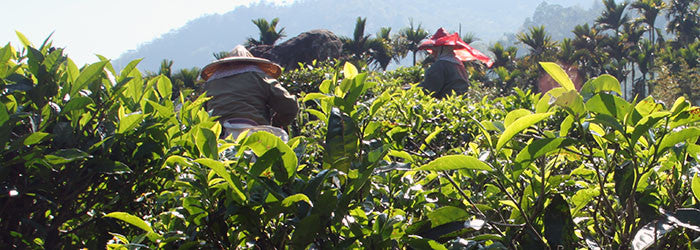workers picking tea leaves