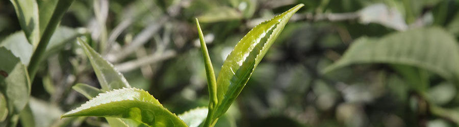 tea leaf before plucking