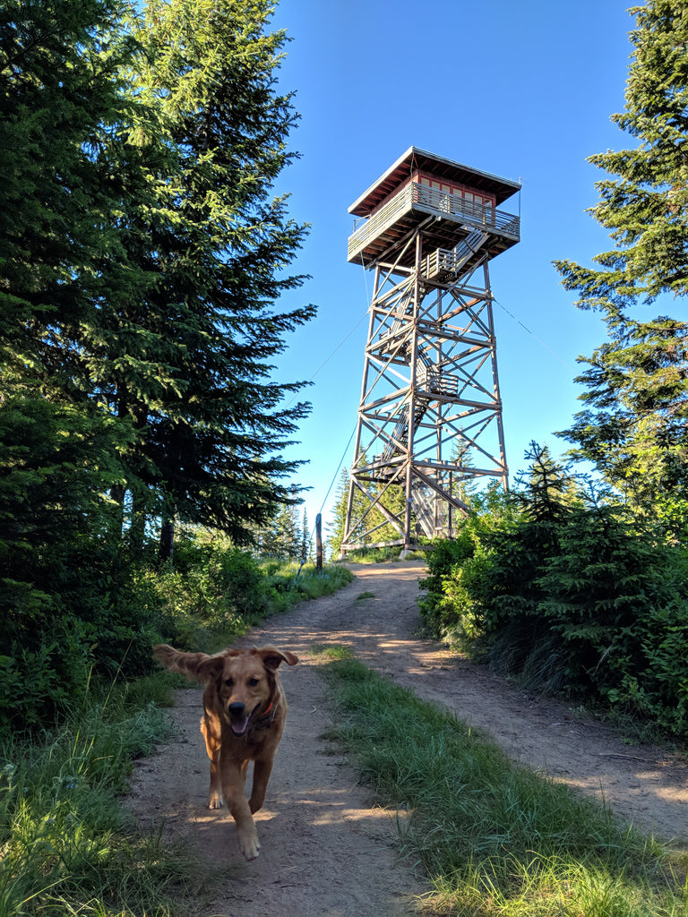 Lookout Butte Idaho fire lookout tower offline outdoors golden retriever