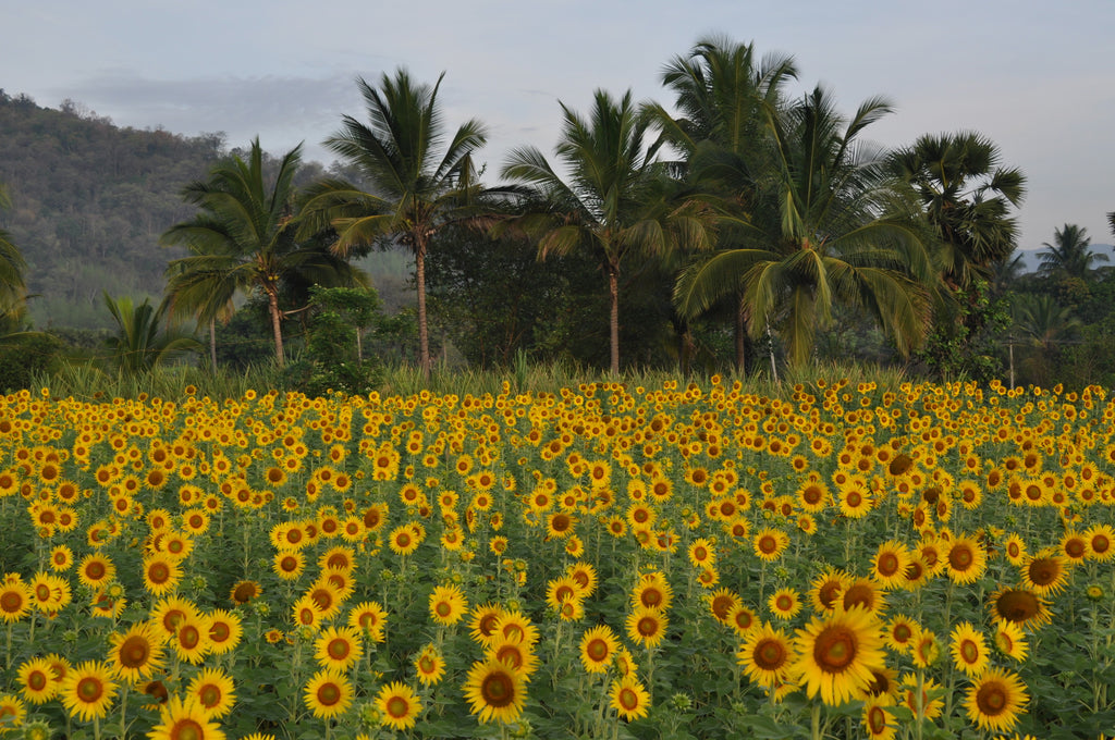 Filed of sunflowers in Sittilingi