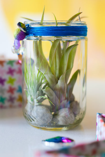 Mason Jar Terrarium