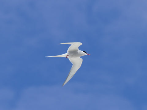 arctic tern flying Harris, Outer Hebrides, Scotland