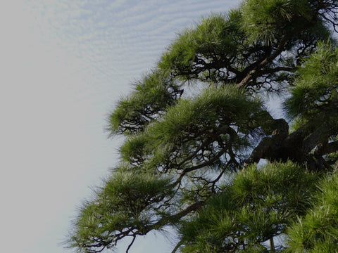 Pine tree Tokyo