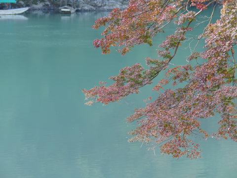 Tree over a river in Kyoto. Photo by Niki Fulton