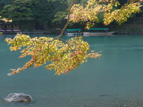 Autumnal Tree over river in Kyoto