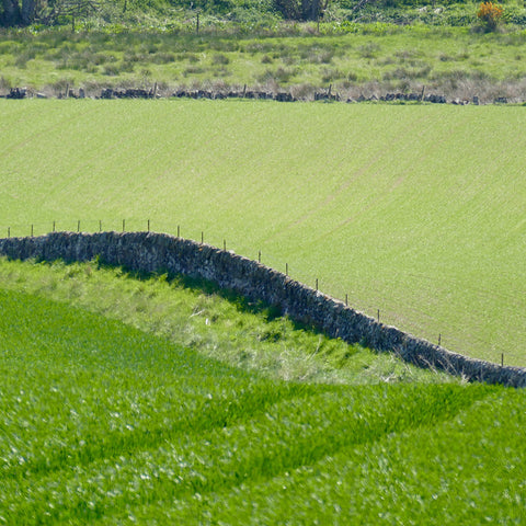 Green fields in Fife